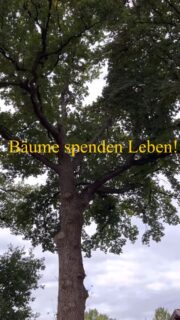 Bäume müssen besser geschützt werden. Das ist Ziel unseres Antrags.
#gruene #ritterhude #baumschutz #baumschutzsatzung #ki