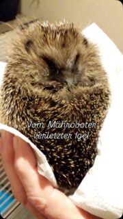 Schutz der Schwächsten in der Natur ist wichtig. Igel leben bereits seit 15 Millionen Jahren auf der Erde. Welches Recht haben wir billigend in Kauf zu nehmen, ihnen Leid und Schaden zuzufügen?
Schreibt an die Fraktionen im Rat Ritterhude und zeigt was ihr von ihrem Abstimmungsverhalten haltet.
Adressen findet ihr hier: www.ritterhude.ratsinfomanagement.net/fraktionen

#igel #mähroboter #igelschutz #gruene #osterholz #bürgerfraktion #spd #cdu #fdp